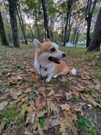 A red-white cute little corgi is setting on yellow autumn leafs.