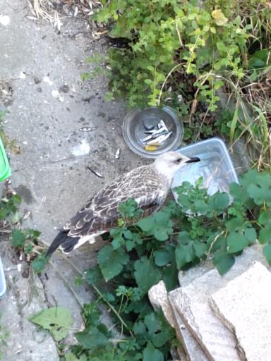A glarus chick is having a complex lunch near the porch of our house.